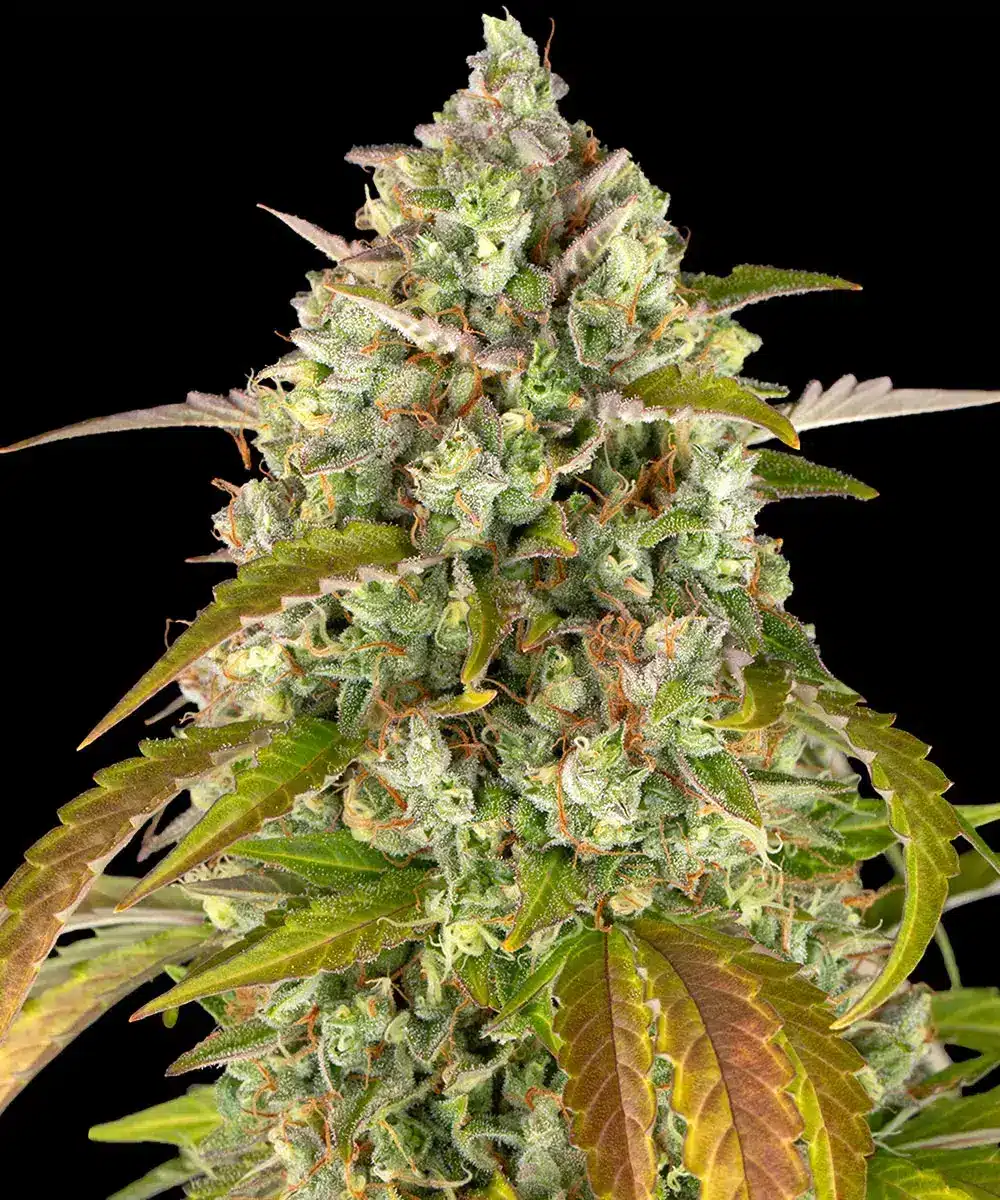 PINEAPPLE EXPRESS AUTO Barney's Farm PINEAPPLE EXPRESS AUTO Barney's Farm