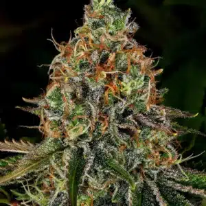 TANGERINE DREAM AUTO Barney's Farm