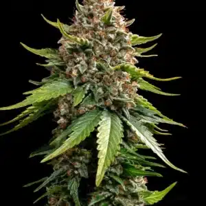 WHITE WIDOW XXL AUTO Barney's Farm WHITE WIDOW XXL AUTO Barney's Farm