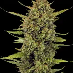 ACAPULCO GOLD Barney's Farm ACAPULCO GOLD Barney's Farm
