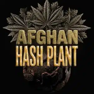 AFGHAN HASH PLANT AUTOFLOWER Barney's Farm