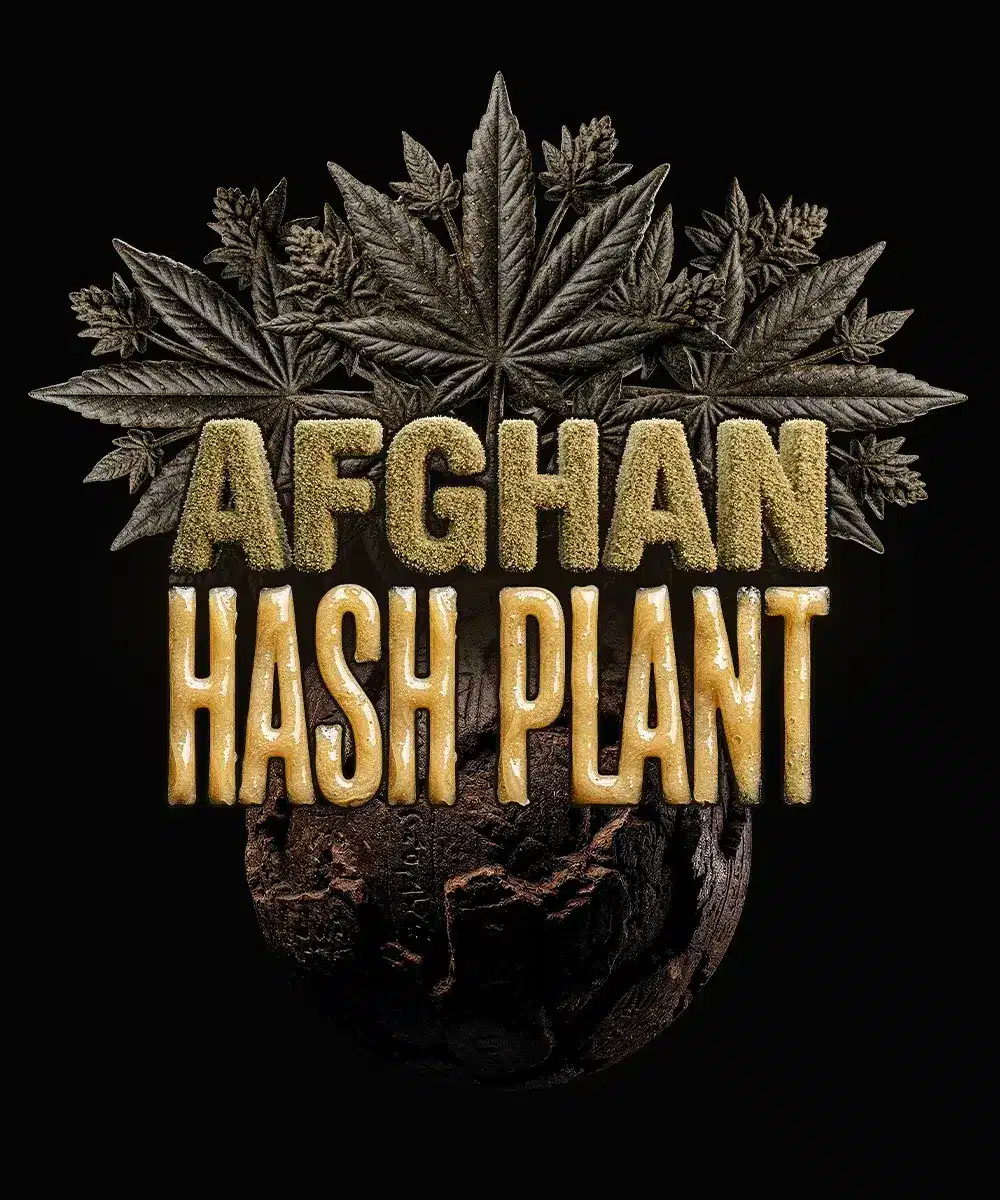 AFGHAN HASH PLANT AUTOFLOWER Barney's Farm AFGHAN HASH PLANT AUTOFLOWER Barney's Farm