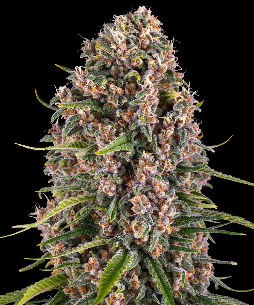BLUE CHEESE Barney's Farm BLUE CHEESE Barney's Farm