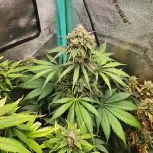BEAR CLAW Savage Land Exotics