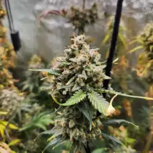 CROWN APPLE Savage Land Exotics