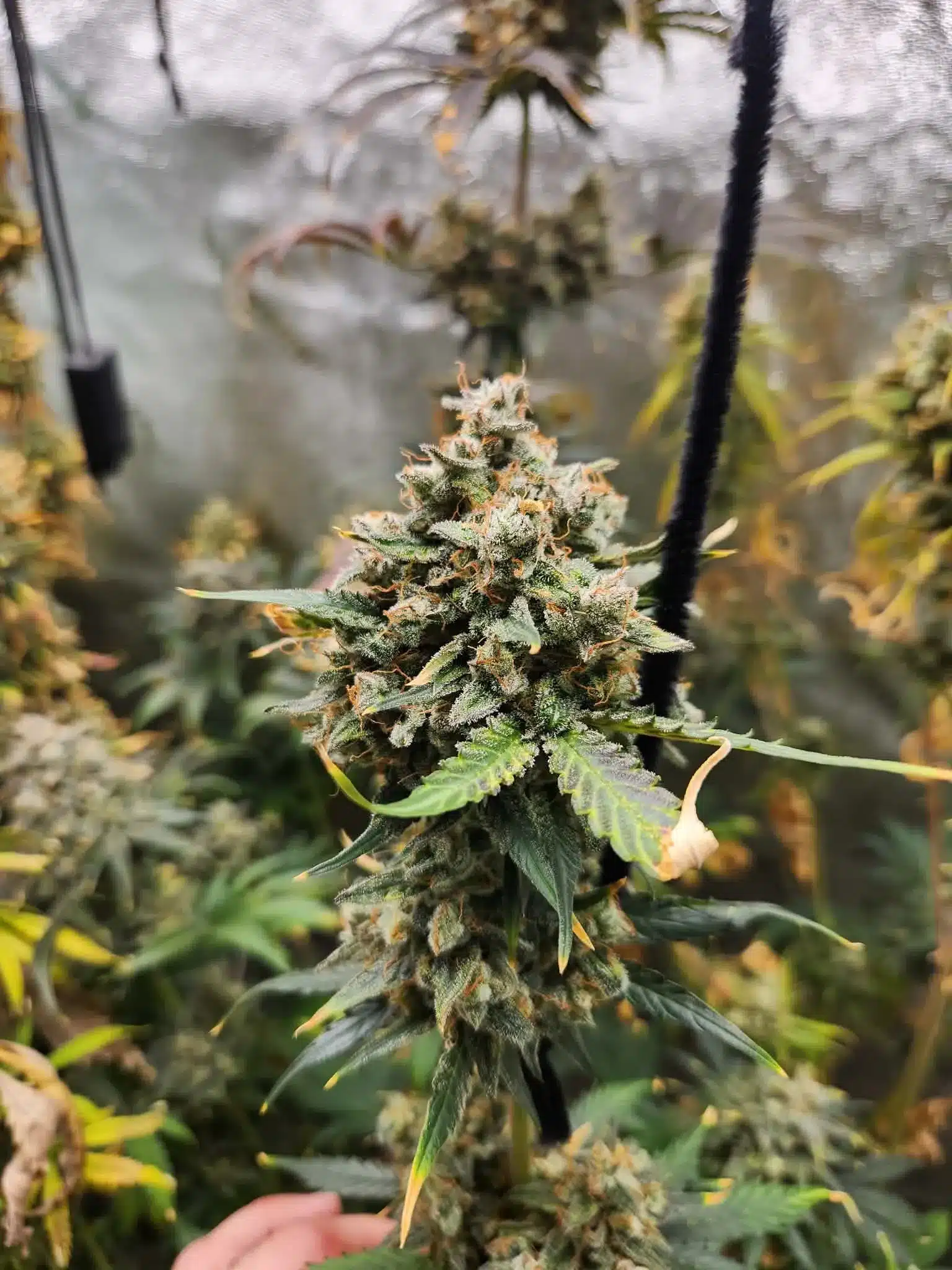 CROWN APPLE Savage Land Exotics CROWN APPLE Savage Land Exotics