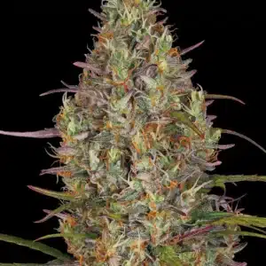 GLUE GELATO AUTO Barney's Farm