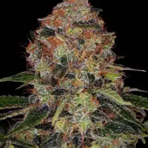 SHISKABERRY Barney's Farm