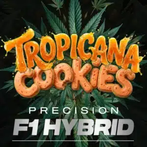 TROPICANA COOKIES AUTOFLOWER Barney's Farm