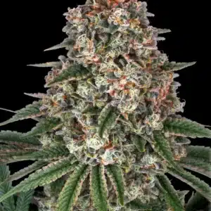 TROPICANNA BANANA Barney's Farm