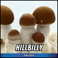 Hillbilly Spore Syringe (P. Cubensis) Twisted Spores Hillbilly Spore Syringe (P. Cubensis) Twisted Spores