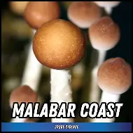 Malabar Coast Spore Syringe (P. cubensis) Twisted Spores Malabar Coast Spore Syringe (P. cubensis) Twisted Spores