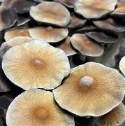 Mckennaii Spore Syringe (P. cubensis) Twisted Spores Mckennaii Spore Syringe (P. cubensis) Twisted Spores