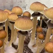 Mexican Dutch King (MDK) Spore Syringe (P. cubensis) Twisted Spores Mexican Dutch King (MDK) Spore Syringe (P. cubensis) Twisted Spores
