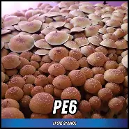 Penis Envy 6 (PE6) Spore Syringe (P. Cubensis) Twisted Spores