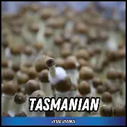 Tasmanian Spore Syringe (P. Cubensis) Twisted Spores