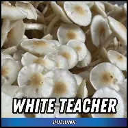 White Teacher Spore Syringe (P. Cubensis) Twisted Spores