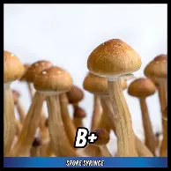 B+ Spore Syringe (P. cubensis) Twisted Spores B+ Spore Syringe (P. cubensis) Twisted Spores