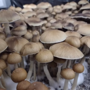 Fiji Spore Syringe (P. Cubensis)