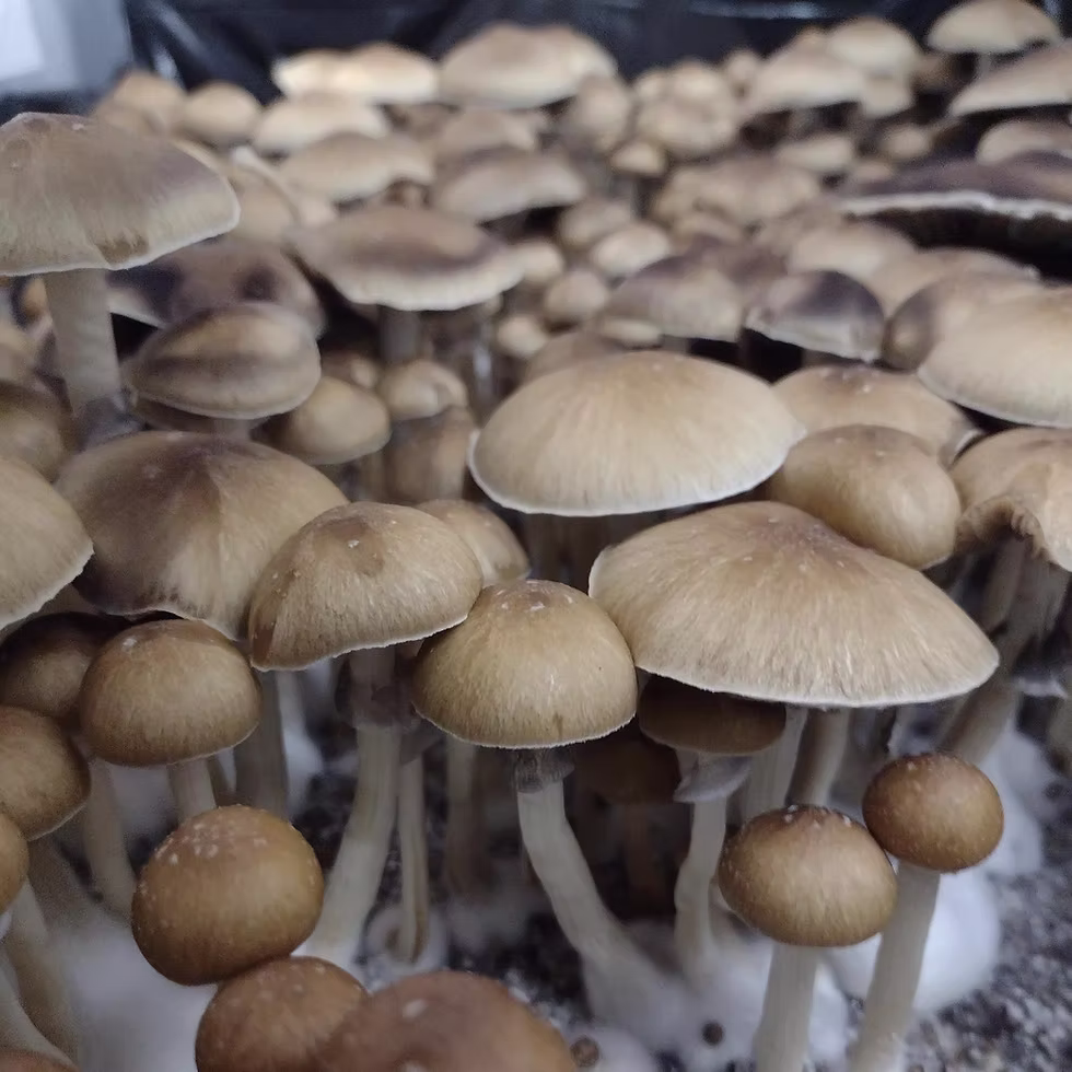 Fiji Spore Syringe (P. Cubensis) Fiji Spore Syringe (P. Cubensis)